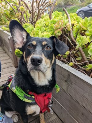 Our dog was comfortable outside but it was a little cramped at Fog Eater Cafe in Mendocino