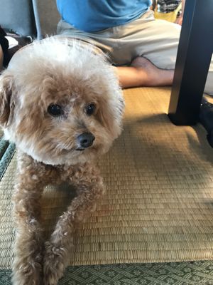 Momo the owner’s dog  at Coolife Owl 貓頭鷹藝品蔬食館 - Māotóuyīng in New Taipei City