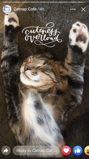 Cuteness overload  at Catnap Cafe in Christchurch