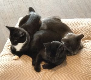 Sharing space at Catnap Cafe in Christchurch