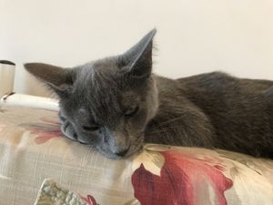 Sleepy time at Catnap Cafe in Christchurch