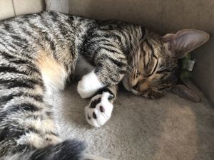 Adorable  at Catnap Cafe in Christchurch