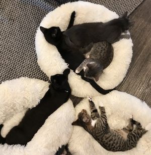 The favourite soft beds at Catnap Cafe in Christchurch