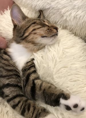 Purrrr at Catnap Cafe in Christchurch