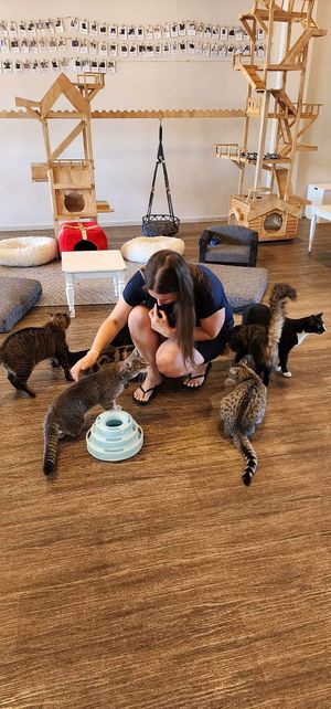  at Catnap Cafe in Christchurch