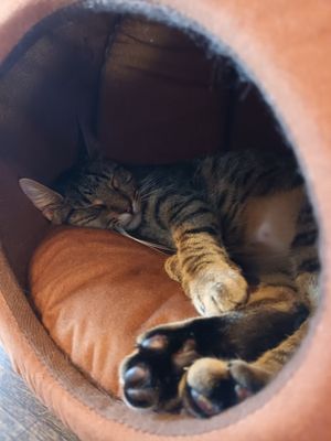  at Catnap Cafe in Christchurch