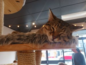  at Catnap Cafe in Christchurch