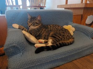  at Catnap Cafe in Christchurch