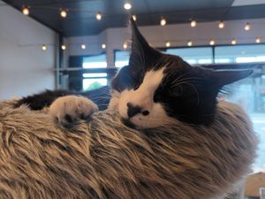  at Catnap Cafe in Christchurch