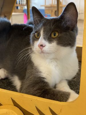   at Catnap Cafe in Christchurch