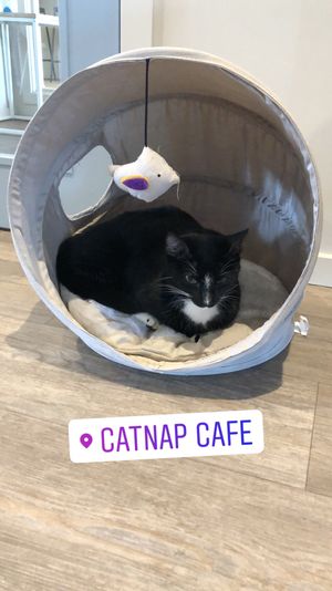 ❤️ at Catnap Cafe in Christchurch