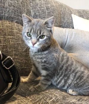 Oscar!! at Catnap Cafe in Christchurch