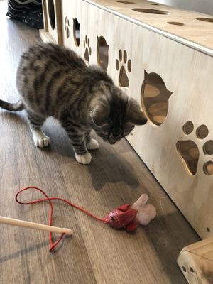 ❤️ at Catnap Cafe in Christchurch