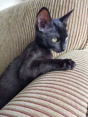 ❤️ at Catnap Cafe in Christchurch