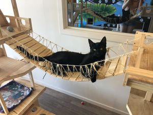 Cute!! at Catnap Cafe in Christchurch