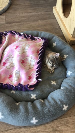 Oscar, my favourite little boy ❤️ at Catnap Cafe in Christchurch