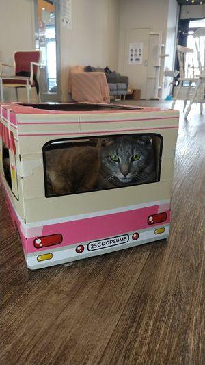 Cat car at Catnap Cafe in Christchurch