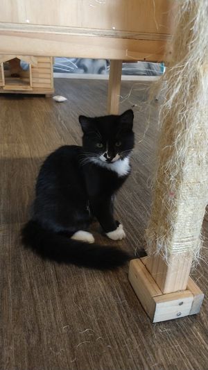 Fluffy kitty at Catnap Cafe in Christchurch