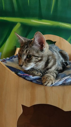 Curious cat at Catnap Cafe in Christchurch