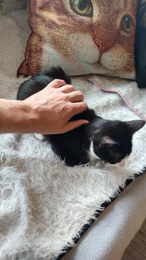 Smol cat at Catnap Cafe in Christchurch