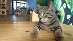 Majestic at Catnap Cafe in Christchurch