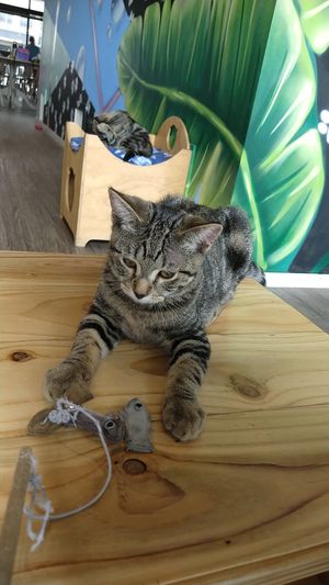 Playful at Catnap Cafe in Christchurch