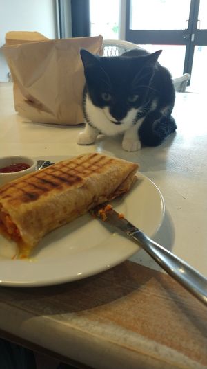 Calzone with a jealous cat at Catnap Cafe in Christchurch