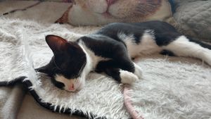 Sleepy kitty at Catnap Cafe in Christchurch