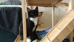 Lots of places for the cats to run around at Catnap Cafe in Christchurch