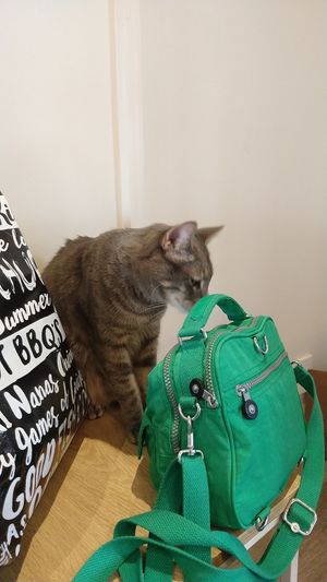 The cat's aren't shy! at Catnap Cafe in Christchurch