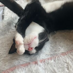 Cute little kitty at Catnap Cafe in Christchurch