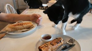 Eager kitty! at Catnap Cafe in Christchurch