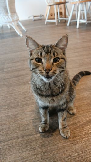 Friendly kitty  at Catnap Cafe in Christchurch