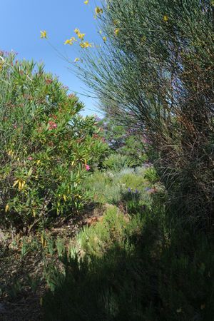 House's garden at Casa D'Ouro in Praia Da Luz