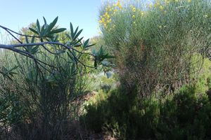 House's garden at Casa D'Ouro in Praia Da Luz