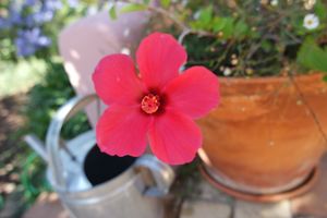 Garden's flora at Casa D'Ouro in Praia Da Luz