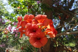 Garden's flora at Casa D'Ouro in Praia Da Luz