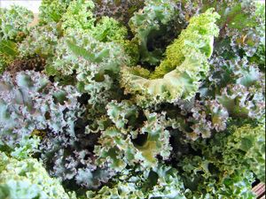 Kale. at Frankie's in North Haven