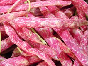 Beans. at Frankie's in North Haven