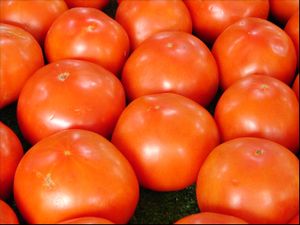 Tomatoes. at Frankie's in North Haven