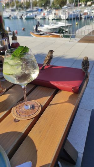 Cheeky sparrows at King's Caffe in Malinska