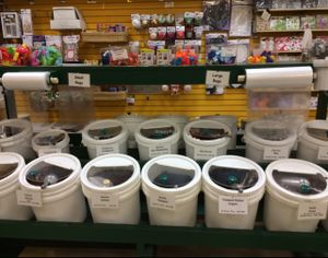 A whole section of dried fruits - this is only half of it! at Scoop 'n Weigh Bulk Foods in Winnipeg