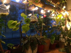  at Botanica in Magdeburg