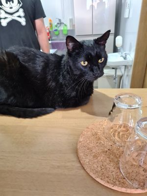 Their very friendly (and biggest) cat, Zoey. at Vegan Minshuku Sanbiki Neko in Kyoto