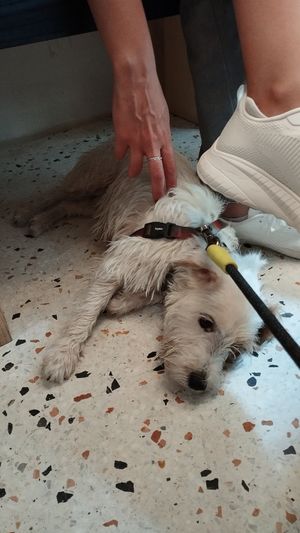 Dog friendly at Early Bird in Berlin