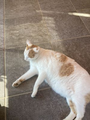 Melody   at Loving Hut in Seogwipo