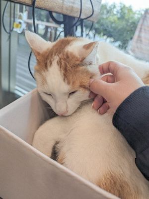  at Loving Hut in Seogwipo