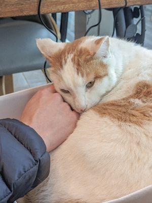  at Loving Hut in Seogwipo