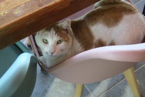   at Loving Hut in Seogwipo