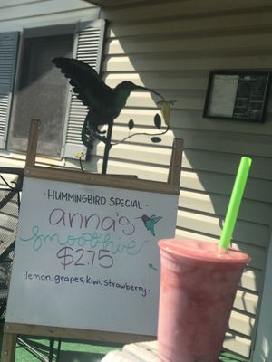 Anna’s  at Hummingbird Hover in Forrest City